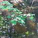 Zweige, Laub, Wassergraben mit deren Schatten und Spiegelungen