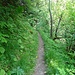 Schmaler Weg durch den grünen Wald hinunter
