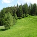 In der Mitte des Bildes führt der Weg in den Wald hoch zur Crap Carschenna