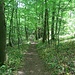 Der Kammweg geht gemütlich durch den Wald, jetzt im Frühjahr mit viel Bärlauch-Bewuchs.