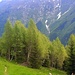 Diese Alp schein zu verganden - die dicht stehenden Birken sind wohl eine schnell wachsende Pionierart