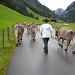 als wir aus dem Muotathal raus fahren, treffen wir noch einen Alpabzug mit Kühen an. 