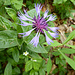 Berg-Flockenblume auf Bärewang