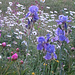 Blumenwiese mit schönen Farbnuancen