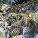 Frühling am Gipfel