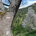 Eine Birke und ein Apfelbaum an der Zisterbergalm.