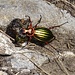 Dieser Käfer hatte etwas Mühe seine grosse Beute zu transportieren.
Es könnte sich um ein Goldglänzender Laufkäfer (Carabus auronitens) handeln.