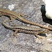 Lézards à Fontana