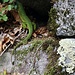 Lézard vert I