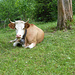 Lässt sich vom Donnergrollen nicht aus der Ruhe bringen: wiederkäufende Kuh auf Teiffenboden
