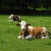 Glückliche Kühe in Laubau
