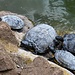 Schildkröten in der Villa Borghese