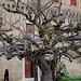 ca. 400 Jahre alter Olivenbaum