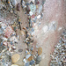 Nagelfluh - mehr Sand, weniger Stein