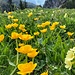 im Lacherkar volle Blüte, jetzt im Juni