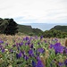 Salendo con buona pendenza, si arriva ad una sorta di altopiano, dove la macchia mediterranea lascia spazio ad alcune radure che presentano delle belle fioriture, sempre con il mare all’orizzonte.