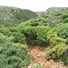 Dalla seconda spiaggetta il sentiero percorre il fondo di una sorta di largo canyon e risale su un altopiano caratterizzato dalla presenza di alti arbusti. Uno sguardo all’indietro permette di vedere ancora uno spicchio di mare (da dove siamo arrivati).