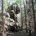 Die Dachsklippe besteht aus mehreren kleinen und mittelgroßen Felsen, die dicht neben dem Weg im Wald liegen. Das Foto zeigt den größten der Felsen, den ich gleich von der anderen Seite her besteige.