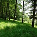 Wald mit grünem Bodenbewuchs ist eher selten, dafür umso schöner
