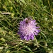 Wildbiene auf einer Acker-Witwenblume