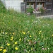 Blumenwiese an einer Alp im Aufstieg zum Risipass....