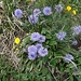 Kugelblume