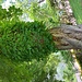 Aesculum hippocastanum beverin