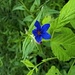 Buglossoides purpurocaerulea (L.) I. M. Johnst.<br />Boraginaceae<br /><br />Erba perla azzurra<br />Grémil pourpre bleu <br />Blauer Steinsame