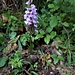 Dactylorhiza maculata (L.) Soó<br />Orchidaceae<br /><br />Orchide macchiata <br />Orchis tacheté <br /> Gefleckte Fingerwurz