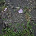 Lactuca perennis L.<br />Asteraceae<br /><br />Lattuga rupestre <br /> Laitue vivace <br /> Blauer Lattich