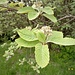 Sorbus aria aggr.<br />Rosaceae<br /><br />Sorbo montano<br />