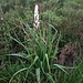 Asphodelus albus Mill.<br />Asohodelaceae<br /><br />Asfodelo montano <br /> Asphodèle blanc <br />Weisser Affodill