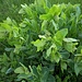 Tanacetum balsamita L.<br />Asteraceae<br /><br />Erba amara balsamica<br />Menthe de Notre-Dame, Tanaisie balsamite, Herbe au coq <br /> Balsamkraut