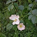 Rosa canina L.<br />Rosaceae<br /><br />Rosa selvatica comune <br />Eglantier, Rosier des chiens<br />Hunds-Rose