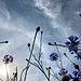 Kornblumenblüte beim Högl