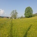 der Wanderweg führt mitten durch blühende Wiesen
