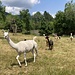 ... zur [https://www.xn--gnd5-6qa.ch/ Lama- und Alpaka-Farm] auf Gnöd