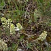 Alyssum alyssoides (L.) L.<br />Brassicaceae<br /><br />Alisso annuo <br /> Alysson annuel <br /> Gemeines Steinkraut, Kelch-Steinkraut