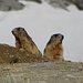 Italienische Murmeltiere sehen fast genau so aus wie Schweizer Murmeltiere :-)