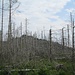 Blick zur Wolfsklippe, einem schönen Aussichtspunkt, den ich bei meiner letzten Tour besucht hatte. Der tote Wald davor ist grausam.  
