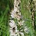 Asphodelus albus Mill.<br />Asphodelaceae<br /><br />Asfodelo montano <br /> Asphodèle blanc <br />Weisser Affodill