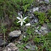 Anthericum liliago L.<br />Asparagaceae<br /><br />Lilioasfodelo maggiore <br />Anthéric à fleurs de lis <br />Astlose Graslilie