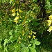 Laburnum anagyroides Medik.<br />Fabaceae<br /><br />Maggiociondolo comune <br />Aubour commun <br />Gemeiner Goldregen