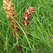 Orobanche elatior Sutton<br />Orobanchaceae<br /><br />Succiamele della centaurea<br />Grande orobanche<br />Grosse Sommerwurz, Flockenblumen-Würger