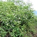 Rosa canina L.<br />Rosaceae<br /><br />Rosa selvatica comune <br /> Eglantier, Rosier des chiens <br /> Hunds-Rose