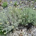 Helichrysum italicum (Roth) G. Don<br />Asteraceae<br /><br />Elicriso italico<br /><br />Italienische Strohblume