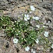 Cerastium alpinum L.<br />Caryophillaceae<br /><br />Peverina alpina <br /> Céraiste des Alpes <br /> Alpen-Hornkraut
