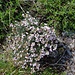 Thymus vulgaris L.<br />Lamiaceae<br /><br />Timo maggiore <br /> Thym des jardins <br />Garten-Thymian, Gewürz-Thymian