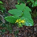 Hypericum androsaemum L.<br />Hypericaceae<br /><br />Tuttasana, Ruta selvatica <br /> Millepertuis sanguin <br />Mannsblut, Blut-Johanniskraut