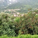Un albero carico di ciliegie mature dinanzi al panorama di Uscio.